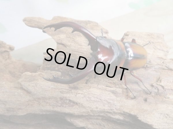 画像2: ☆大人気種☆新成虫!ミラビリスノコギリクワガタ♂63ミリ♀37ミリペア販売!! (2)