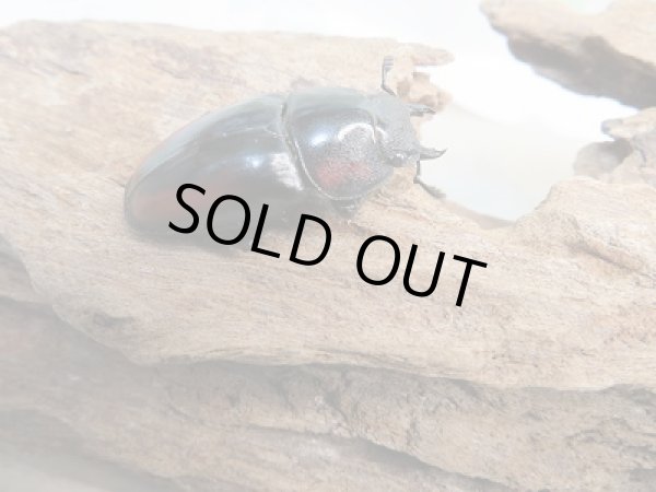 画像4: ☆大人気種☆新成虫!ミラビリスノコギリクワガタ♂63ミリ♀37ミリペア販売!! (4)