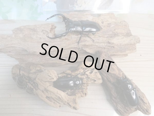 画像8: 新成虫☆Dibang Valley産☆ウエストウッディ オオシカクワガタ♂85ミリ♀46ミリ♀46ミリ♀45ミリ爆産セット販売!! (8)