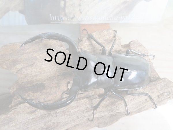 画像2: 新成虫☆Dibang Valley産☆ウエストウッディ オオシカクワガタ♂85ミリ♀46ミリ♀46ミリ♀45ミリ爆産セット販売!! (2)