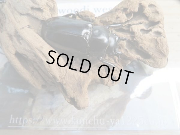 画像6: 新成虫☆Dibang Valley産☆ウエストウッディ オオシカクワガタ♂85ミリ♀46ミリ♀46ミリ♀45ミリ爆産セット販売!! (6)