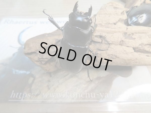 画像5: 新成虫☆Dibang Valley産☆ウエストウッディ オオシカクワガタ♂85ミリ♀46ミリ♀46ミリ♀45ミリ爆産セット販売!! (5)