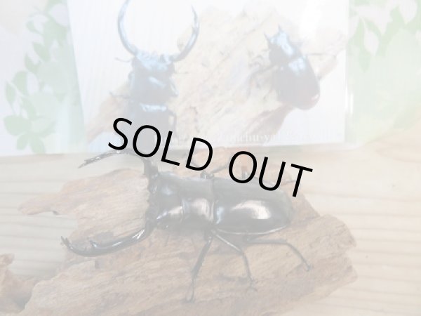 画像4: 新成虫☆Dibang Valley産☆ウエストウッディ オオシカクワガタ♂85ミリ♀46ミリ♀46ミリ♀45ミリ爆産セット販売!! (4)