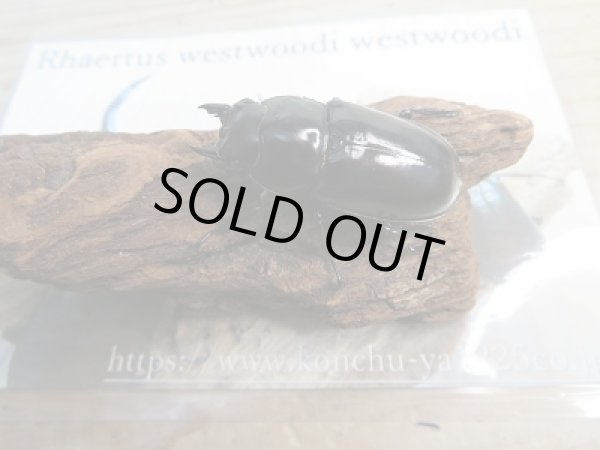 画像7: 新成虫☆Dibang Valley産☆ウエストウッディ オオシカクワガタ♂85ミリ♀46ミリ♀46ミリ♀45ミリ爆産セット販売!! (7)