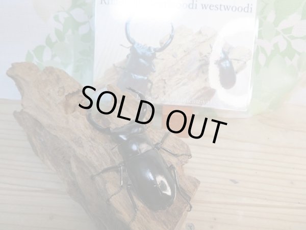 画像3: 新成虫☆Dibang Valley産☆ウエストウッディ オオシカクワガタ♂85ミリ♀46ミリ♀46ミリ♀45ミリ爆産セット販売!! (3)