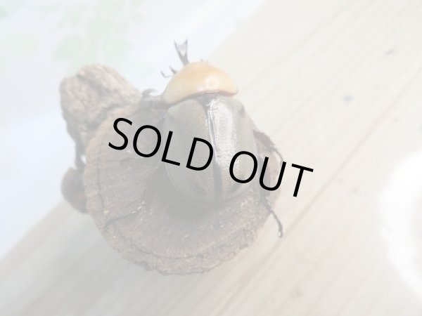 画像3: ☆小型人気種☆ヨツボシヒナカブト♂40ミリ♀フリーサイズ別血統ペア販売!! (3)