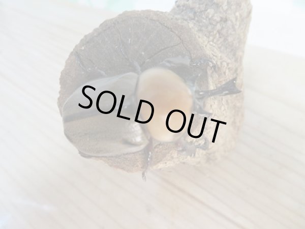 画像2: ☆小型人気種☆ヨツボシヒナカブト♂40ミリ♀フリーサイズ別血統ペア販売!! (2)