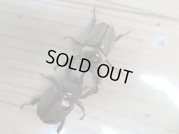 画像5: 人気種☆紋付き☆ヨツボシヒナカブト♂40ミリ♀フリーサイズ別血統ペア販売!! (5)
