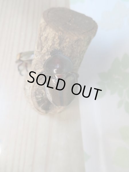 画像4: 人気種☆紋付き☆ヨツボシヒナカブト♂40ミリ♀フリーサイズ別血統ペア販売!! (4)