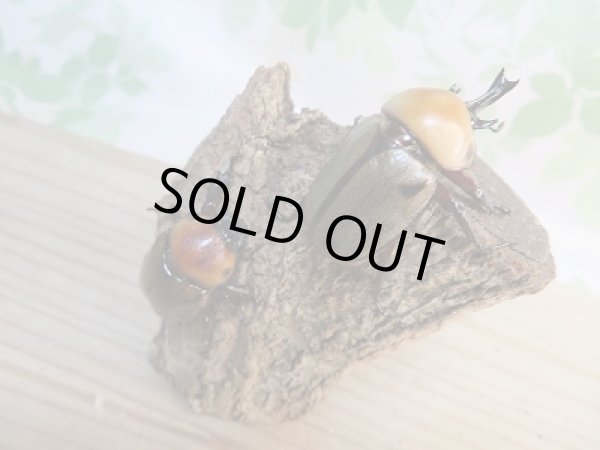 画像5: ☆小型人気種☆ヨツボシヒナカブト♂40ミリ♀フリーサイズ別血統ペア販売!! (5)