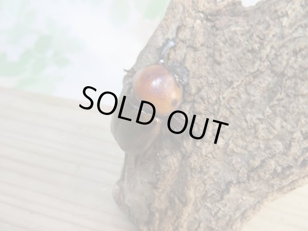 画像4: ☆小型人気種☆ヨツボシヒナカブト♂40ミリ♀フリーサイズ別血統ペア販売!! (4)