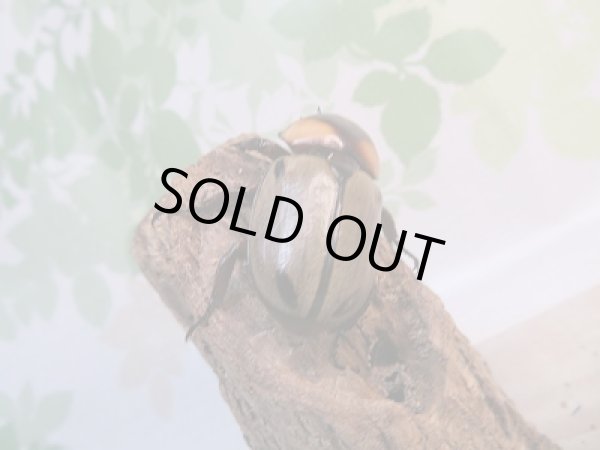 画像3: 人気種☆紋付き☆ヨツボシヒナカブト♂40ミリ♀フリーサイズ別血統ペア販売!! (3)