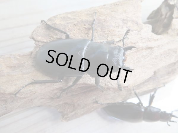 画像5: 新成虫!ギラファノコギリクワガタ(ケイスケ)♂103ミリ♀49ミリ+♀46.5ミリトリオ販売!! (5)