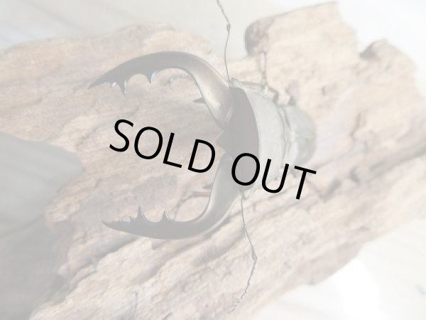 画像2: ☆ベララベラ産☆スぺキオススホソアカクワガタ♂52ミリ♀23ミリペア販売!! (2)