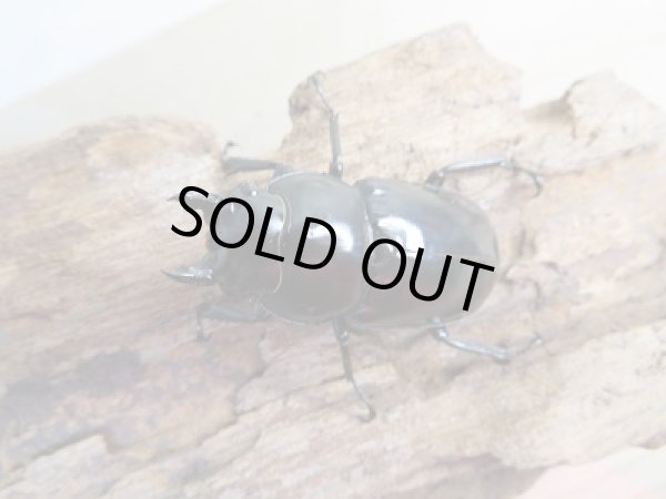 画像2: ☆限定販売☆ウエストウッディオオシカクワガタ♀45ミリ単品販売!! (2)