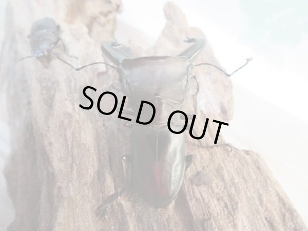 画像3: ☆ベララベラ産☆スぺキオススホソアカクワガタ♂52ミリ♀23ミリペア販売!! (3)