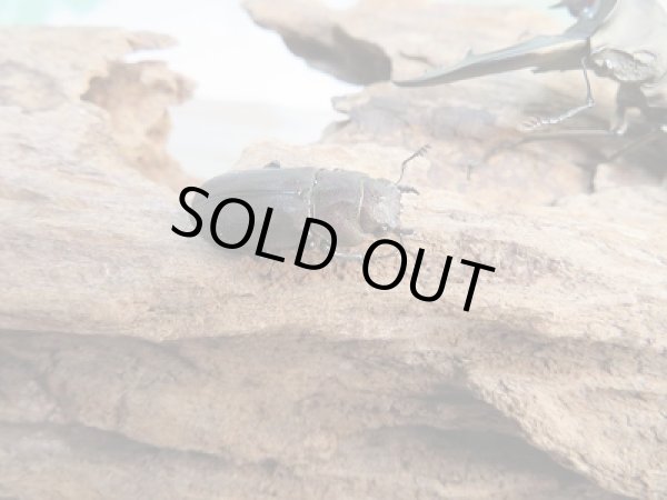 画像4: ☆ベララベラ産☆スぺキオススホソアカクワガタ♂52ミリ♀23ミリペア販売!! (4)