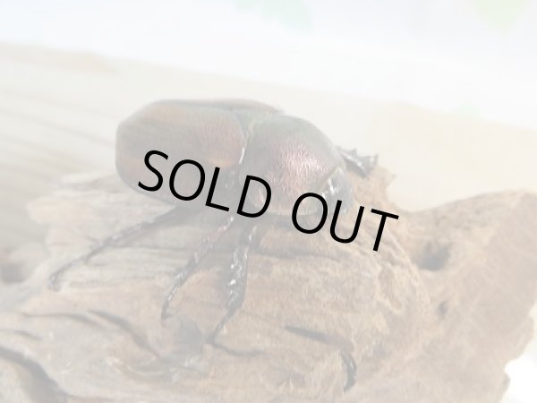 画像4: 新成虫☆F3☆マルガリータヒナカブト(オオカラカネヒナカブト)♂41ミリ〜45ミリ♀36ミリ〜39ミリペア販売!! (4)