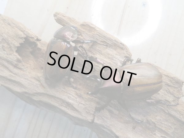 画像5: 新成虫☆F3☆マルガリータヒナカブト(オオカラカネヒナカブト)♂41ミリ〜45ミリ♀36ミリ〜39ミリペア販売!! (5)