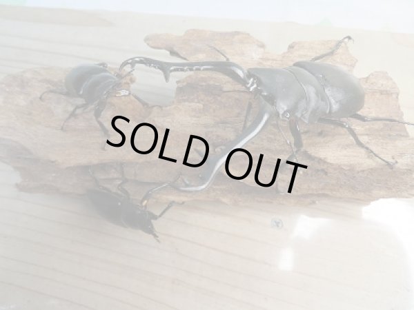 画像6: 新成虫!ギラファノコギリクワガタ(ケイスケ)♂103ミリ♀49ミリ+♀46.5ミリトリオ販売!! (6)