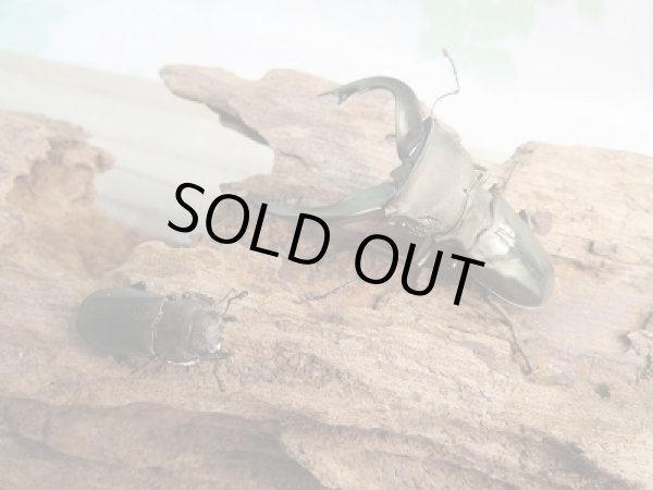 画像5: ☆ベララベラ産☆スぺキオススホソアカクワガタ♂52ミリ♀23ミリペア販売!! (5)