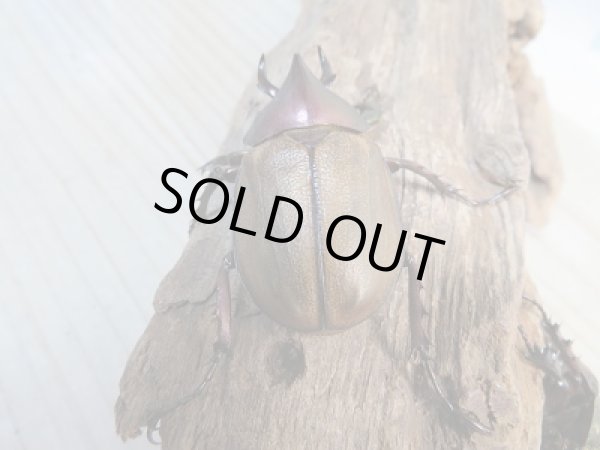 画像3: 新成虫☆F3☆マルガリータヒナカブト(オオカラカネヒナカブト)♂41ミリ〜45ミリ♀36ミリ〜39ミリペア販売!! (3)