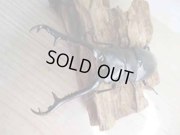 画像2: 新成虫!ギラファノコギリクワガタ(ケイスケ)♂103ミリ♀49ミリ+♀46.5ミリトリオ販売!! (2)