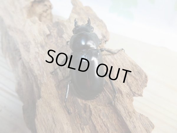 画像3: ☆限定販売☆ウエストウッディオオシカクワガタ♀45ミリ単品販売!! (3)