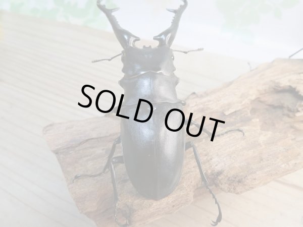 画像3: 新成虫!ギラファノコギリクワガタ(ケイスケ)♂103ミリ♀49ミリ+♀46.5ミリトリオ販売!! (3)