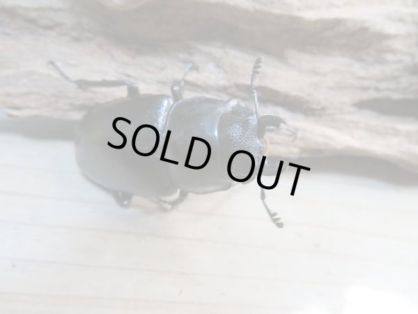 画像4: 新成虫!ギラファノコギリクワガタ(ケイスケ)♂103ミリ♀49ミリ+♀46.5ミリトリオ販売!! (4)