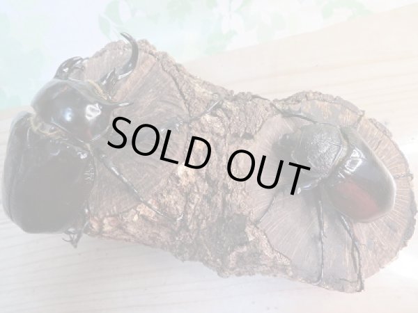 画像5: 新成虫☆F2☆マルスゾウカブト♂ーA’103ミリ♀67ミリペア販売!! (5)