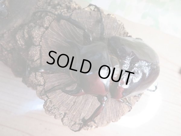 画像2: 新成虫☆F2☆マルスゾウカブト♂ーA’103ミリ♀67ミリペア販売!! (2)