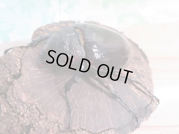 画像4: 新成虫☆F2☆マルスゾウカブト♂ーA’103ミリ♀67ミリペア販売!! (4)