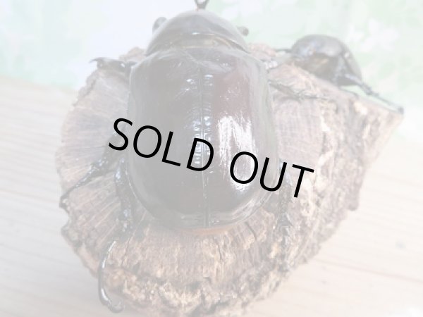 画像3: 新成虫☆F2☆マルスゾウカブト♂ーA’103ミリ♀67ミリペア販売!! (3)