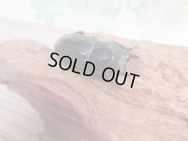 画像4: 新成虫☆WF1☆ヒラタクワガタ(マレー亜種)♂62ミリ♀39.5ミリペア販売!! (4)