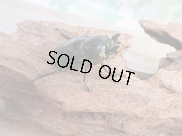 画像4: 新成虫!ニジイロクワガタ(グリーン血統)♂55ミリ♀フリーサイズペア販売!! (4)