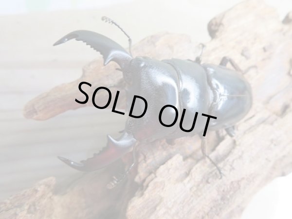 画像2: 新成虫☆WF1☆ヒラタクワガタ(マレー亜種)♂62ミリ♀39.5ミリペア販売!! (2)