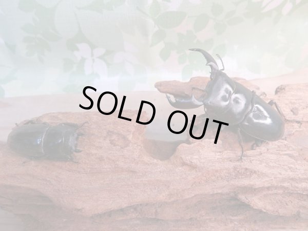 画像5: 新成虫☆WF1☆ヒラタクワガタ(マレー亜種)♂62ミリ♀39.5ミリペア販売!! (5)