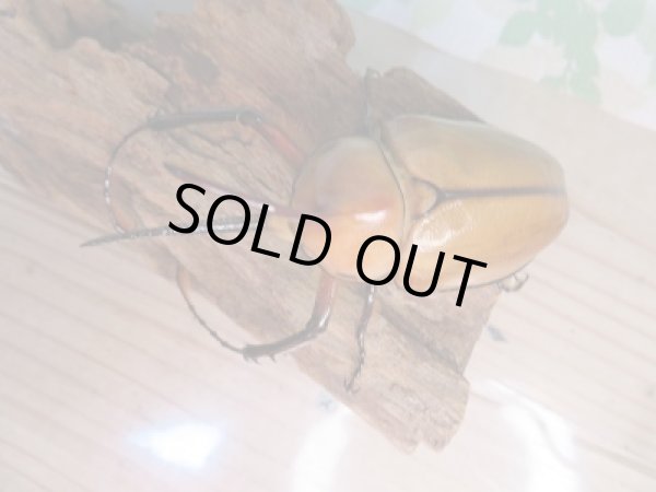 画像2: 新成虫!ゴロファ・ポルテリ(ノコギリタテツノカブト)♂ーA'84ミリ♀52ミリペア販売!! (2)