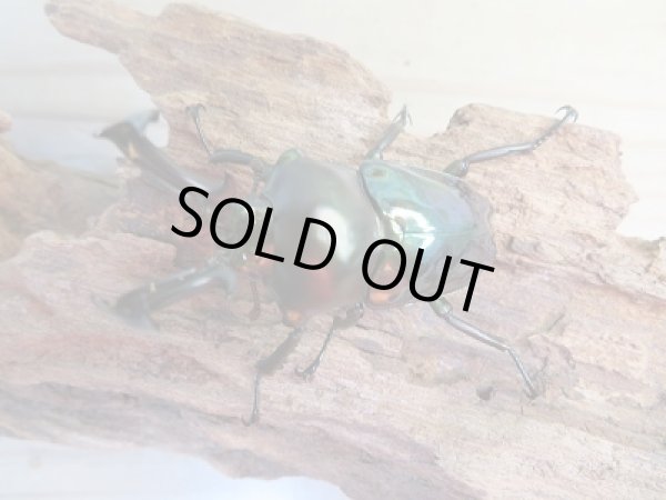 画像2: 新成虫!ニジイロクワガタ(グリーン血統)♂55ミリ♀フリーサイズペア販売!! (2)