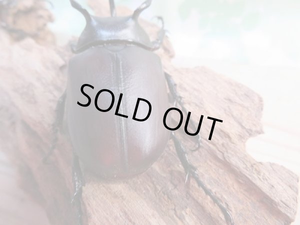 画像3: 新成虫☆WF1☆シャムゴホンツノカブト(タイゴホンツノカブト)♂63ミリ♀47ミリペア販売!! (3)