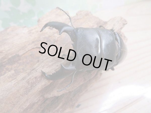 画像2: 新成虫☆WF1☆ヒラタクワガタ(マレー亜種)♂78ミリ♀45ミリペア販売!! (2)