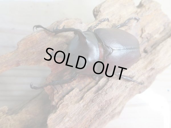 画像2: 新成虫☆WF1☆シャムゴホンツノカブト(タイゴホンツノカブト)♂52ミリ♀40ミリペア販売!! (2)