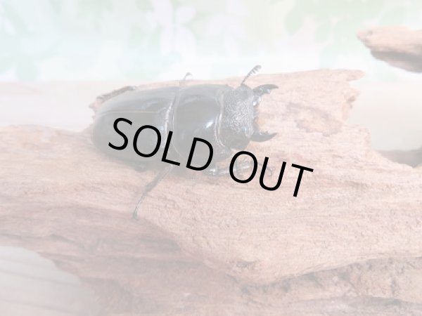 画像4: 新成虫☆WF1☆ヒラタクワガタ(マレー亜種)♂78ミリ♀45ミリペア販売!! (4)