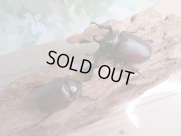 画像5: 新成虫☆WF1☆シャムゴホンツノカブト(タイゴホンツノカブト)♂52ミリ♀40ミリペア販売!! (5)