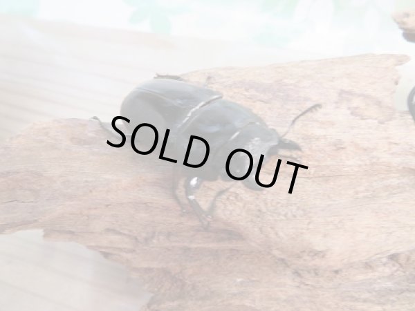 画像4: 新成虫☆WF1☆ヒラタクワガタ(マレー亜種)♂77ミリ♀45ミリペア販売!! (4)