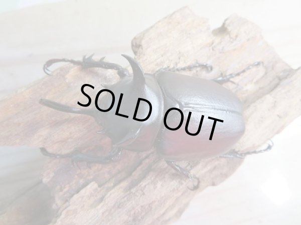 画像2: 新成虫☆WF1☆シャムゴホンツノカブト(タイゴホンツノカブト)♂63ミリ♀47ミリペア販売!! (2)