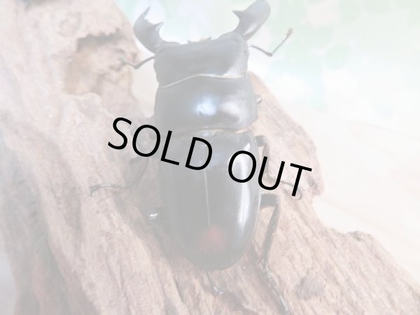 画像3: 新成虫☆WF1☆ヒラタクワガタ(マレー亜種)♂62ミリ♀39.5ミリペア販売!! (3)