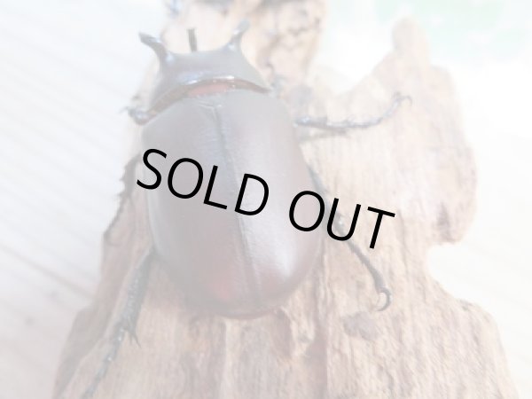 画像3: 新成虫☆WF1☆シャムゴホンツノカブト(タイゴホンツノカブト)♂52ミリ♀40ミリペア販売!! (3)