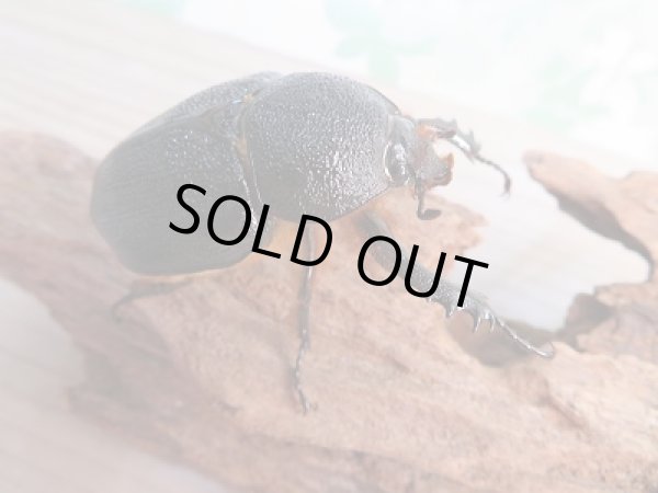 画像4: 新成虫!ゴロファ・ポルテリ(ノコギリタテツノカブト)♂ーA'84ミリ♀52ミリペア販売!! (4)